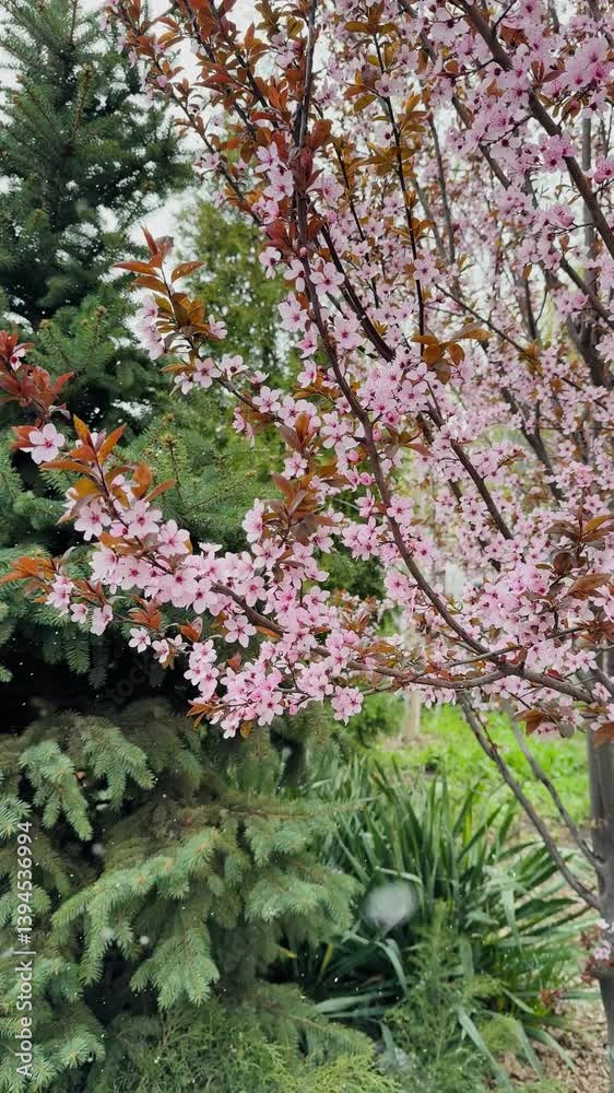 nature spring blossoming tree, pink flowers on branch under falling white snow, sun light flare bright sunny day. blooming spring time. Anomaly frost snowfall in spring. Garden outdoor fruit trees