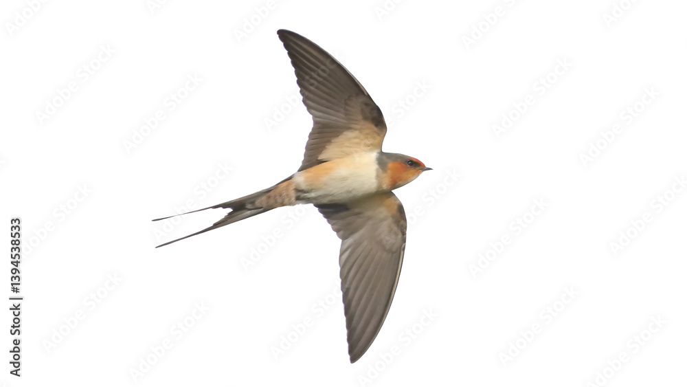 Fototapeta premium Red-rumped swallow in flight, Cecropis daurica, isolated on white background PNG. GENERATIVE AI
