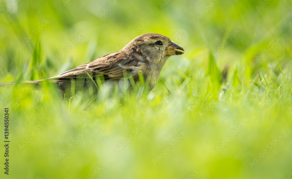 Close up of common house sparrow foraging in green grass Close up of common house sparrow foraging in green grass
