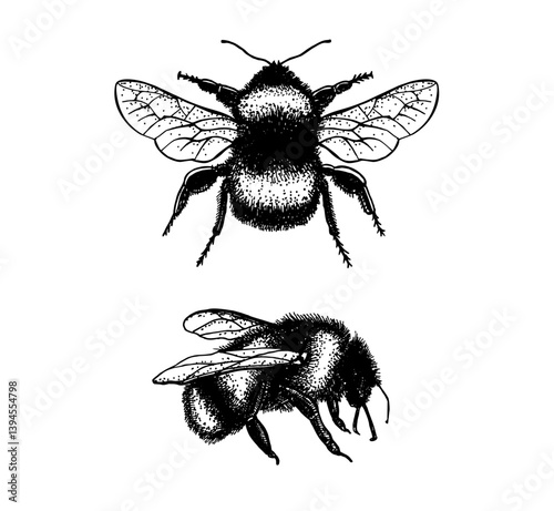 Bumble Bee set. Outline illustration of insects. Hand drawn linear sketch. Engraving style bumble bee illustrations