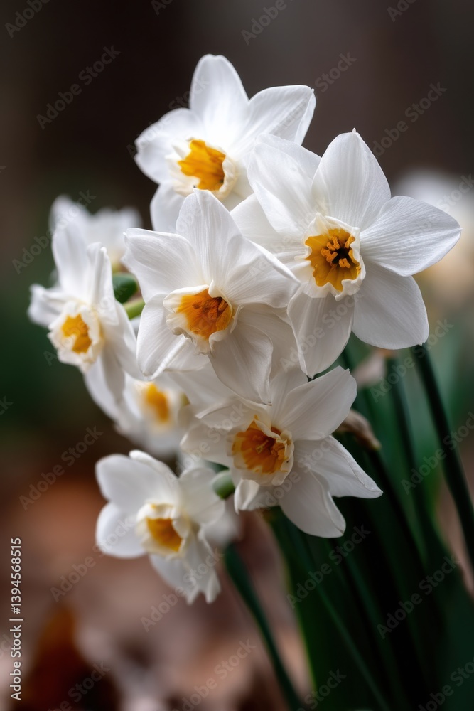 A beautiful cluster of daffodils showcasing their vibrant yellow centers amidst delicate white petals in bloom. A beautiful cluster of daffodils showcasing their vibrant yellow centers amidst delicate white petals in bloom.