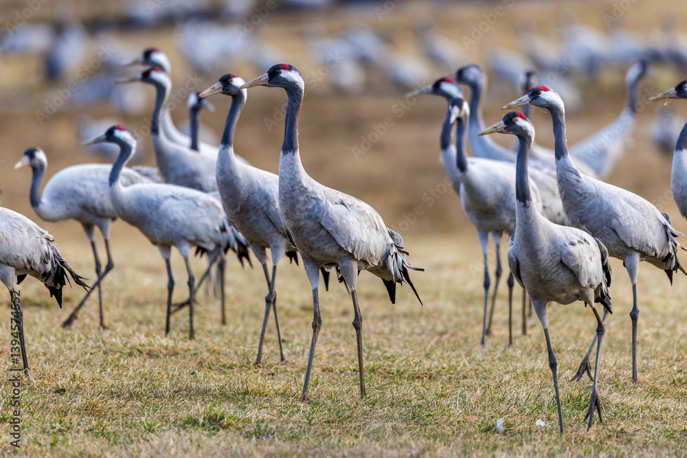 Obraz premium Kraniche (Grus grus)