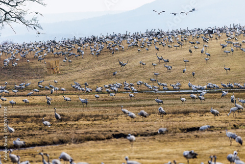 Obraz na płótnie Kraniche (Grus grus) w salonie