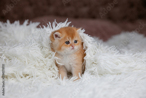 A cute little red-haired British breed kitten on a fur coat