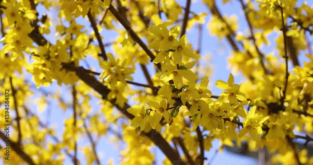 Forsythia flowers blooming in slow motion Forsythia flowers blooming in slow motion