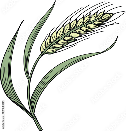 Hoja de Trigo Vector Art for Graphics Design