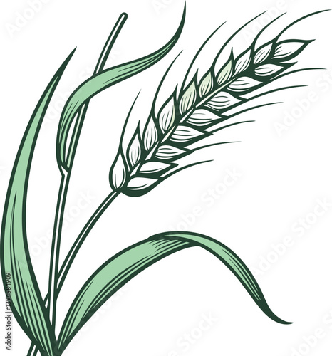 Hoja de Trigo Vector Art for Graphics Design
