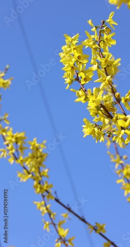Forsythia flowers blooming in slow motion against blue sky