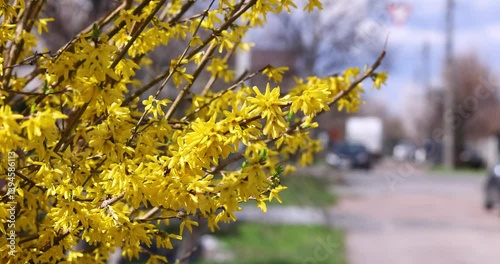 Forsythia branches swaying gently in slow motion