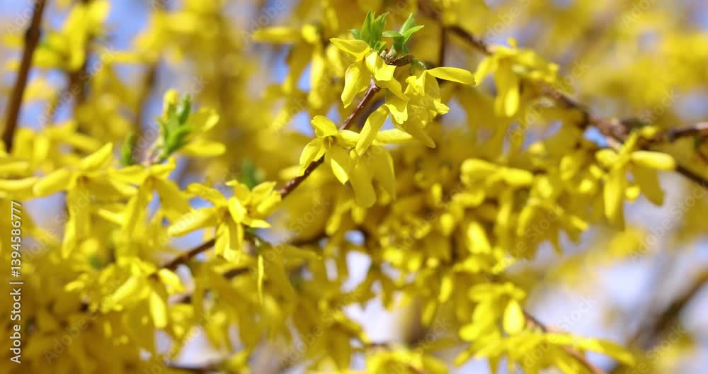 Forsythia flowers blooming in slow motion springtime Forsythia flowers blooming in slow motion springtime