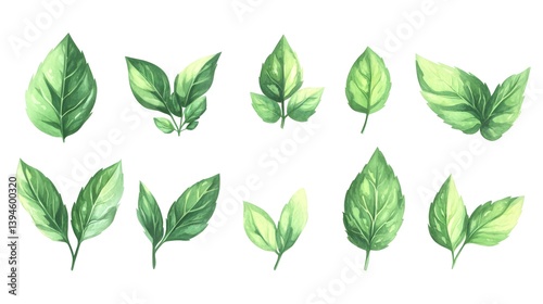 Illustrate fresh mint leaves with vibrant green color, isolated on a white background in a clean and detailed style