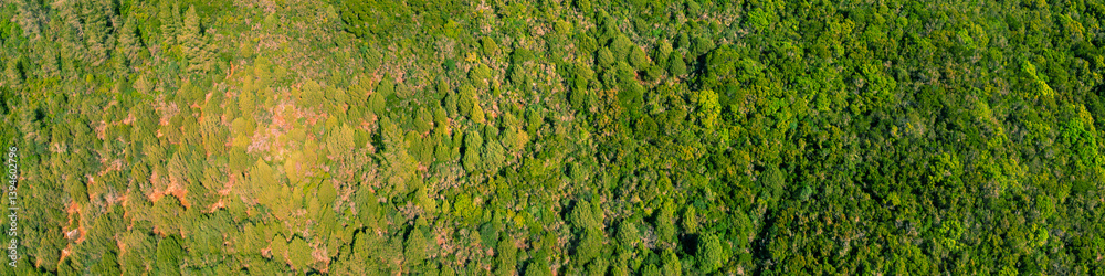 Aerial view of forest with Mediterranean pine trees. Green nature background. Horizontal banner