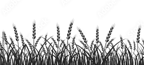 Wheat field. Seamless pattern of ears of wheat on white background.