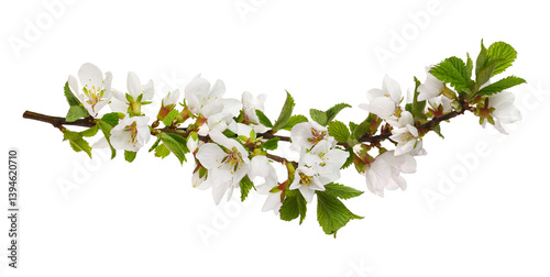 Twig of prunus tomentosa (wild cherry) flowers and leaves isolated on white or transparent background. Spring nature.