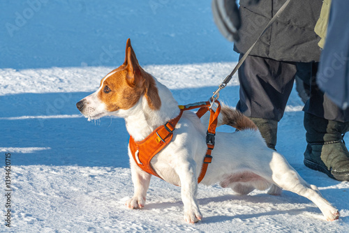 Jack Russell Terrier on a snowy walk, alert and energetic. Known for its intelligence, agility, and fearless nature, this breed is great for active owners. Energetic stance, irrepressible enthusiasm.