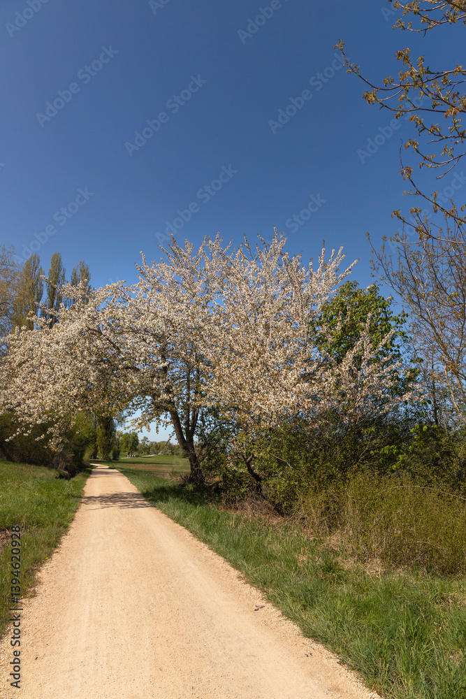 Naklejka premium Spring landscape with blooming trees on a dirt road in the countryside.