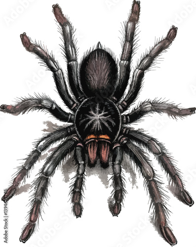 clipart camel-spider-sketch