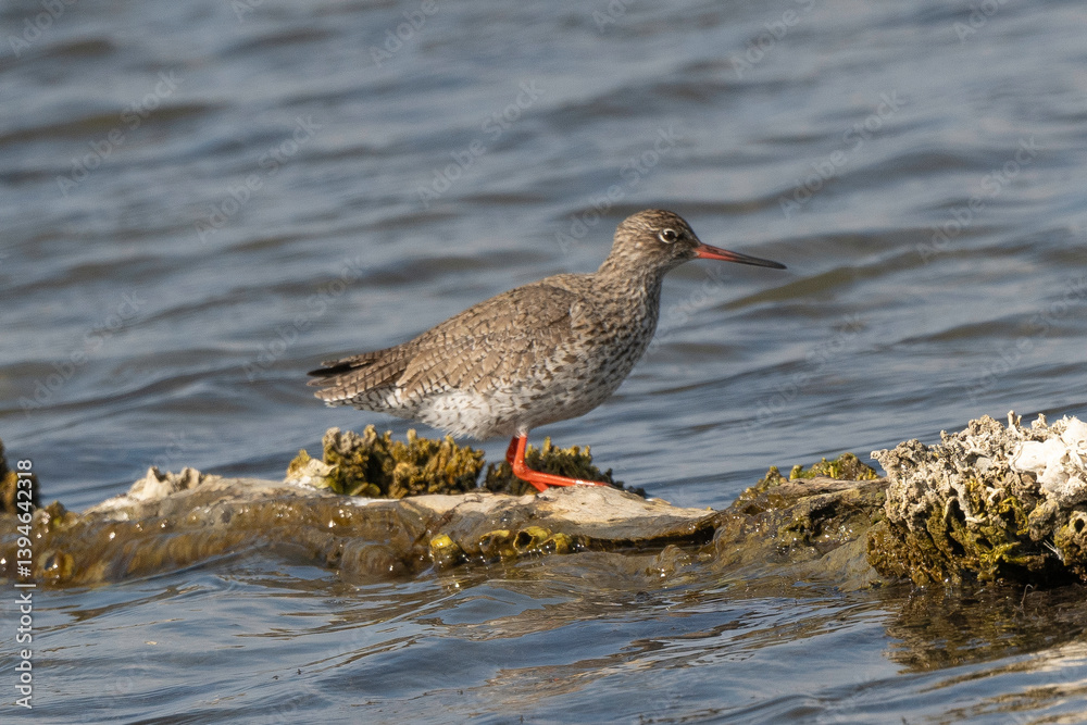 Chevalier gambette,.Tringa totanus, Common Redshank Chevalier gambette,.Tringa totanus, Common Redshank