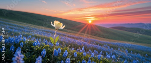 Obraz na płótnie Solitary flower in blue field amidst stunning sunset. w salonie