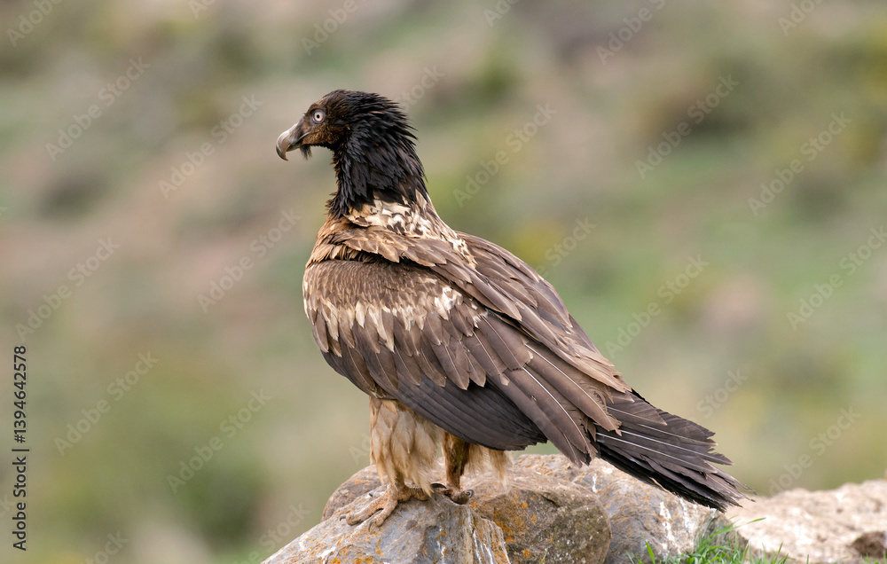 Fototapeta premium Gypaète barbu,.Gypaetus barbatus, Bearded Vulture