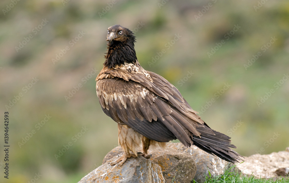 Gypaète barbu,.Gypaetus barbatus, Bearded Vulture Gypaète barbu,.Gypaetus barbatus, Bearded Vulture
