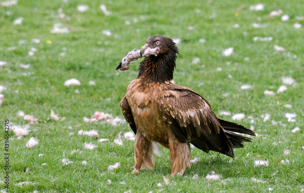 Fototapeta premium Gypaète barbu,.Gypaetus barbatus, Bearded Vulture