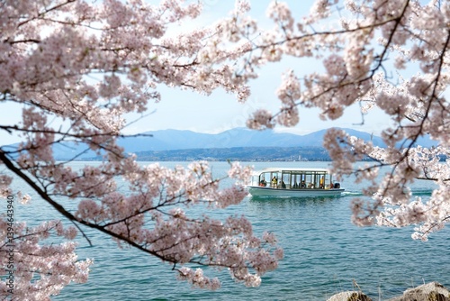 Photography A sightseeing boat cruising along the shore of Biwa Lake & vibrant cherry bloss