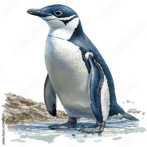 Chinstrap penguin, watercolor illustration, isolated on a white background.

