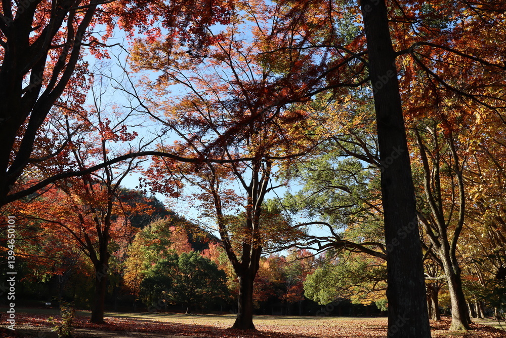 紅葉した秋の公園広場