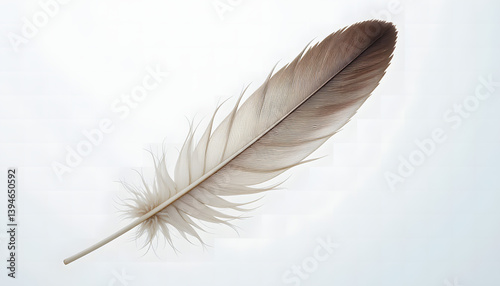 feather on a black background