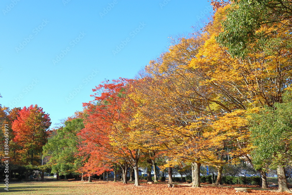 Naklejka premium 公園の紅葉した樹木