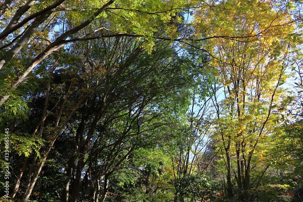 Fototapeta premium 光の射す公園の秋の木々の風景