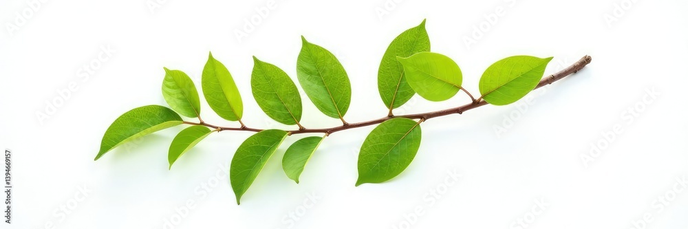 Fototapeta premium An isolated branch with leaves in front of a bright and bold white background highlighting its shape, foliage, still life,