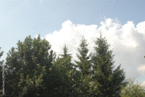 Lush green pine trees against a bright blue sky with puffy clouds