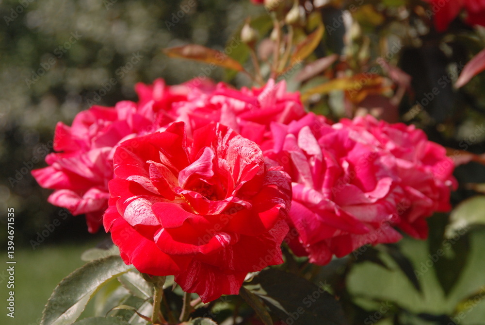 Vibrant red roses in bloom against lush greenery Vibrant red roses in bloom against lush greenery