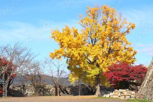 黄色い大銀杏と真っ赤な紅葉と青空