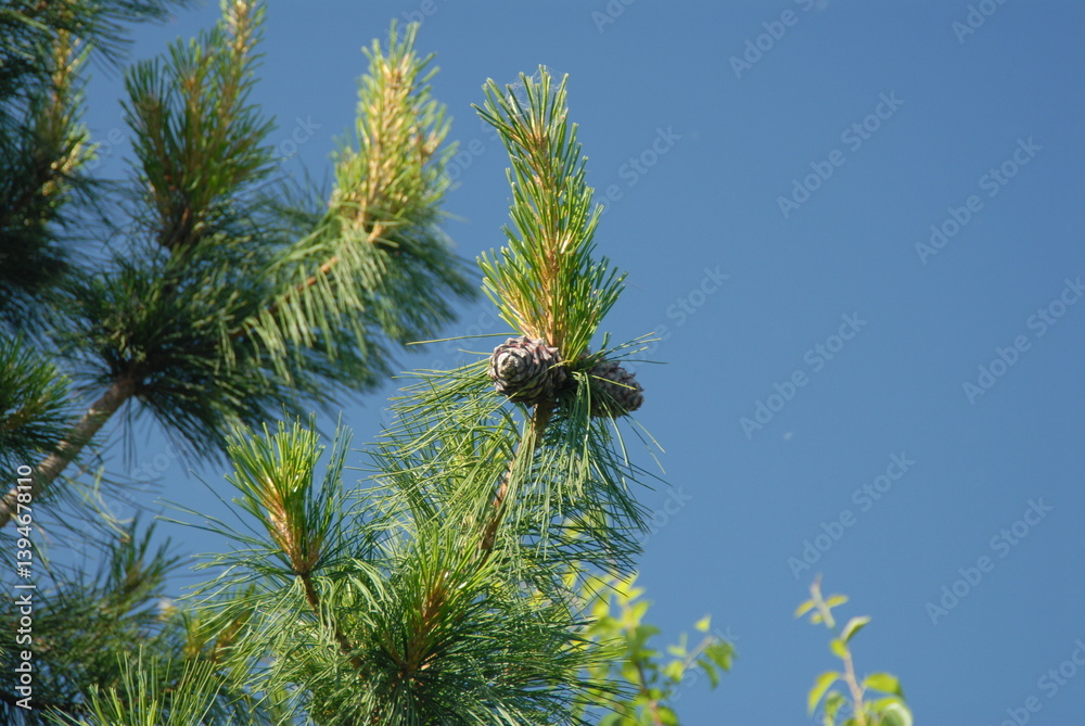 Pine tree branches with cones against clear blue sky in daylight Pine tree branches with cones against clear blue sky in daylight
