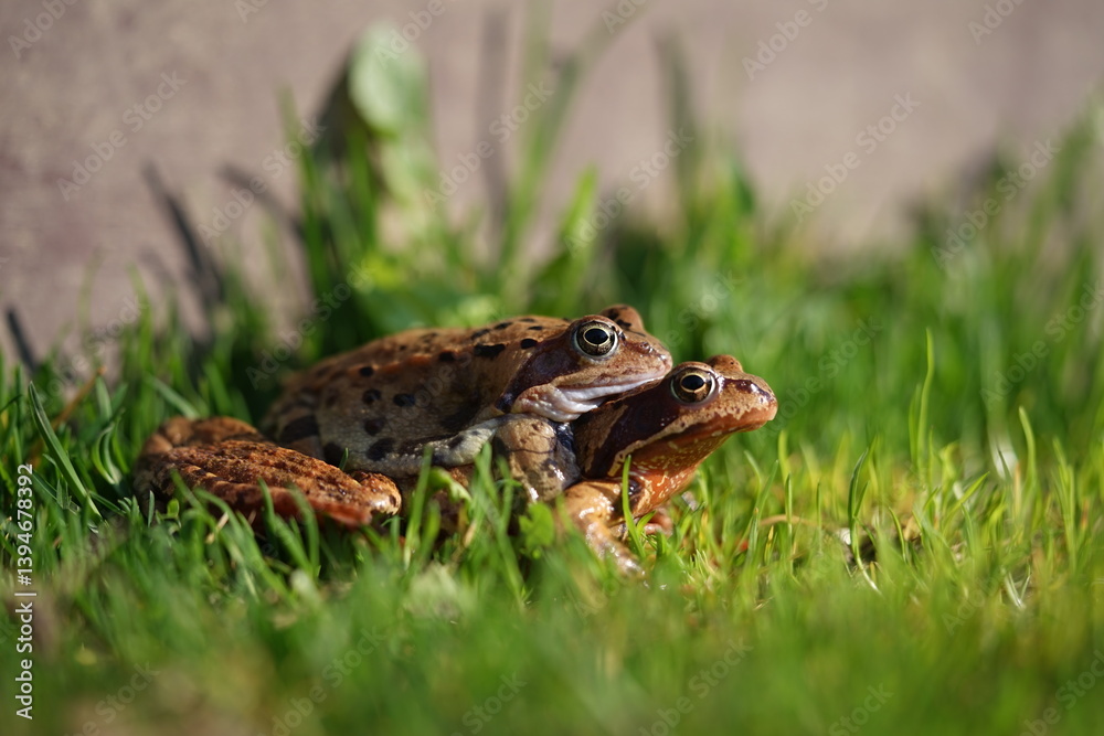 Fototapeta premium European brown frog (Rana temporaria) close up mating on spring garden.