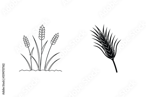 Two Black And White Wheat Sketches On An Isolated Background