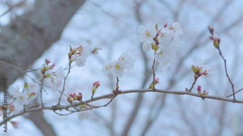 Beautiful spring scenery video of Korea where branches of white cherry blossom trees in full bloom under the blue sky are scattered in the spring breeze Beautiful spring scenery video of Korea where branches of white cherry blossom trees in full bloom under the blue sky are scattered in the spring breeze