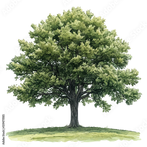 Chestnut tree, watercolor illustration, isolated on a white background.

