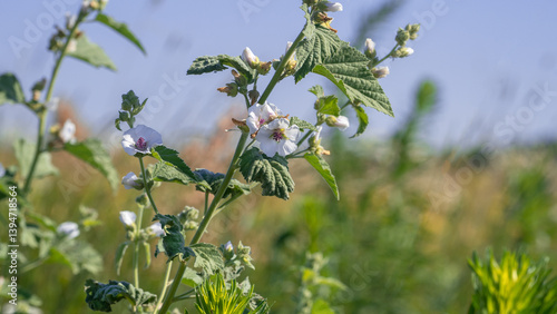 Althaea officinalis, or marsh-mallow. Flowering meadow.