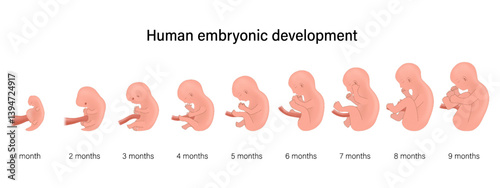 Stages of embryo development. Human embryonic development. Human embryo genesis by months. Pregnancy period.