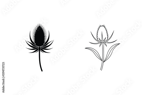 Teasel Vector Silhouette And Line Art Wildflower Illustration