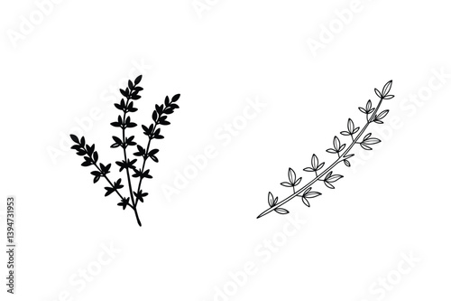 Thyme Twig Silhouette And Outline Botanical Illustration For Food And Herb Designs