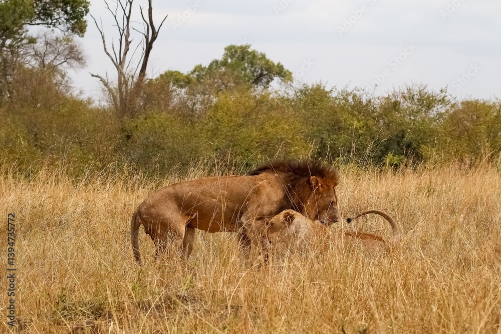 Lions mating in the african savanna during the dry season Lions mating in the african savanna during the dry season