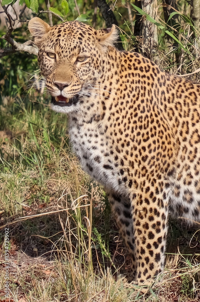 Leopard standing in the savannah showing teeth Leopard standing in the savannah showing teeth