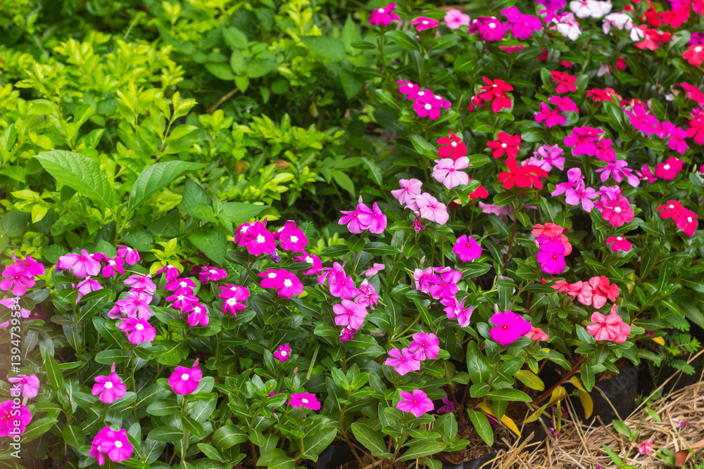 Fototapeta premium flower bush