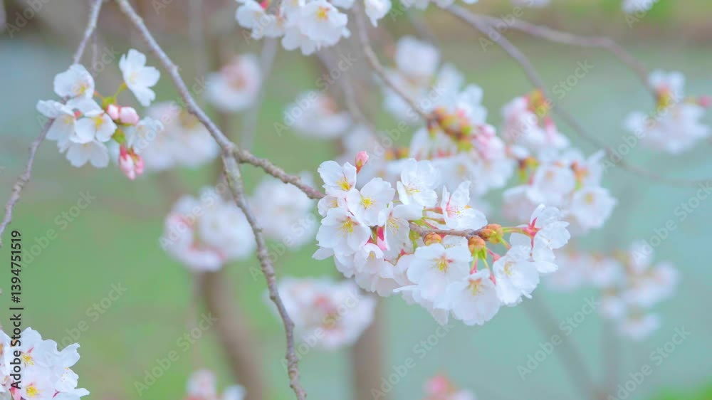 Beautiful spring scenery video of Korea where branches of white cherry blossom trees in full bloom under the blue sky are scattered in the spring breeze Beautiful spring scenery video of Korea where branches of white cherry blossom trees in full bloom under the blue sky are scattered in the spring breeze