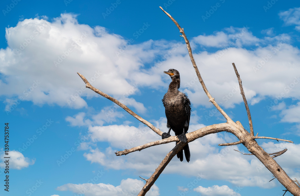 Neotropic cormorant perched on a tree branch Neotropic cormorant perched on a tree branch